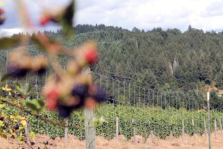 Cancilla Vineyard