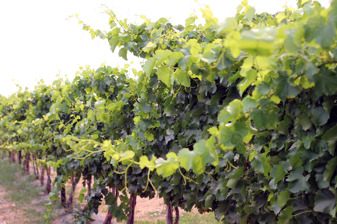Conley Vineyard